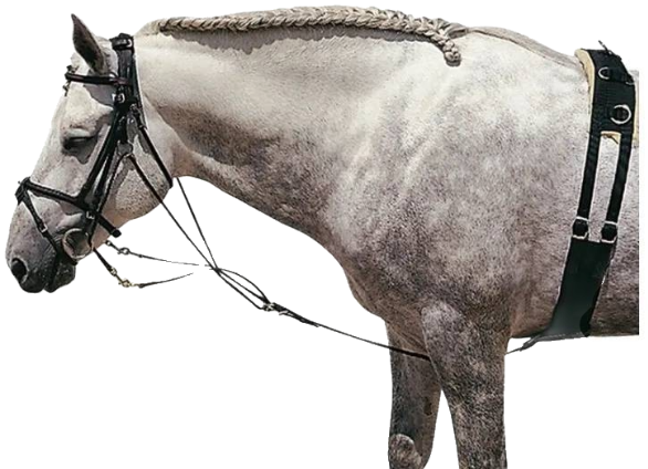 Gogue Zaldi de Cuero Castecus